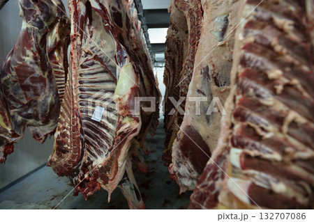 Industrial slaughterhouse scene description, Chill room with hanging beef carcasses and shadows Industrial slaughterhouse scene description, Chill room with hanging beef carcasses and shadows 132707086