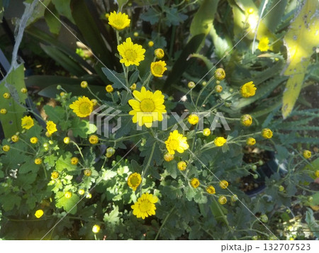 家庭花壇の黄色の菊の花 132707523
