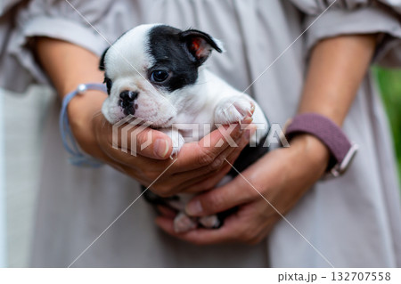 ボストンテリアの仔犬と女性 ボストンテリアの仔犬と女性 132707558