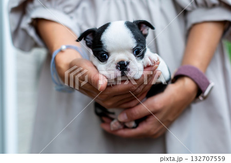 ボストンテリアの仔犬と女性 ボストンテリアの仔犬と女性 132707559