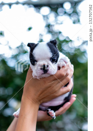 ボストンテリアの仔犬と女性 132707562