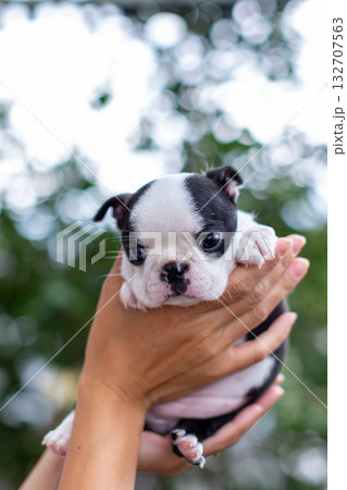 ボストンテリアの仔犬と女性 132707563