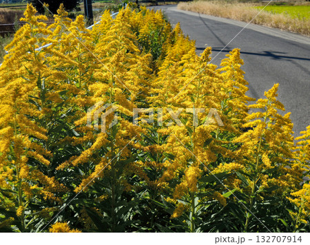 道路沿いに咲くセイタカアワダチソウ 道路沿いに咲くセイタカアワダチソウ 132707914