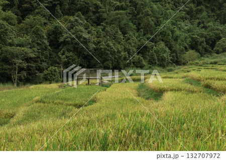 Beautiful step of rice terrace Beautiful step of rice terrace 132707972