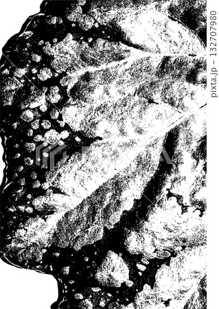 Black and White Leaf Texture with Vein Pattern Black and White Leaf Texture with Vein Pattern 132707980