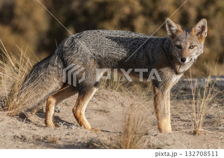 Pampas Grey fox in Pampas grass environment, La Pampa province, Patagonia, Argentina. Pampas Grey fox in Pampas grass environment, La Pampa province, Patagonia, Argentina. 132708511