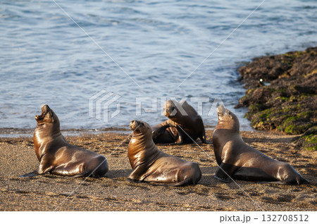 Sea Lions on beach, Peninsula Valdes, World Heritage Site, Patagonia, Argentina Sea Lions on beach, Peninsula Valdes, World Heritage Site, Patagonia, Argentina 132708512
