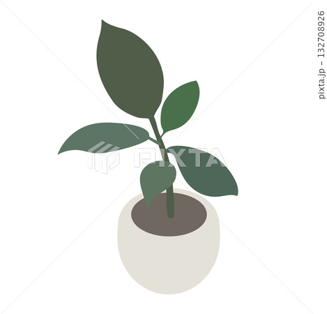 鉢植えのゴムの木のアイソメトリックイラスト 鉢植えのゴムの木のアイソメトリックイラスト 132708926