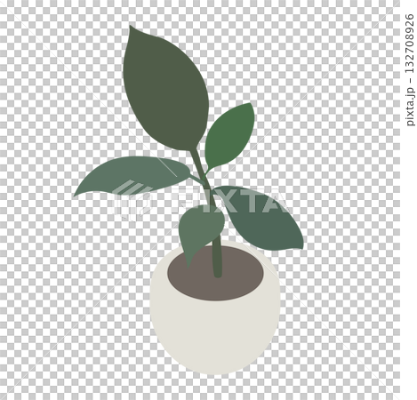 鉢植えのゴムの木のアイソメトリックイラスト 鉢植えのゴムの木のアイソメトリックイラスト 132708926