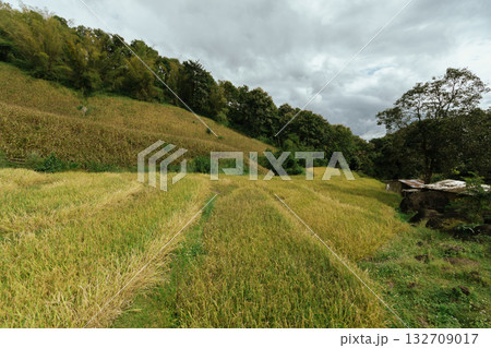 Beautiful step of rice terrace 132709017