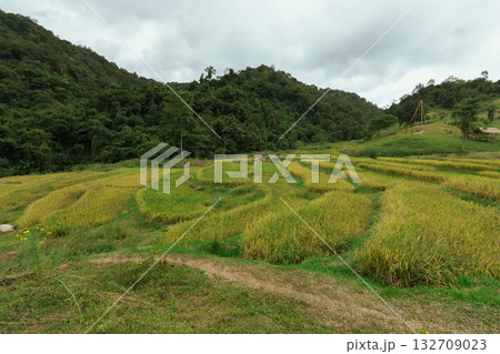 Beautiful step of rice terrace 132709023