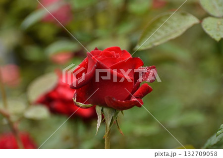 鮮やかな赤色の秋のバラ 132709058