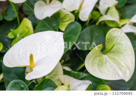 White Anthurium Flower. Flower blossoms in garden. 132709095