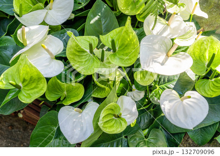 White Anthurium Flower. Flower blossoms garden 132709096