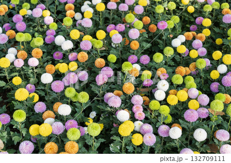 Lively garden scene showcasing vibrant chrysanthemum varieties full bloom. Lively garden scene showcasing vibrant chrysanthemum varieties full bloom. 132709111
