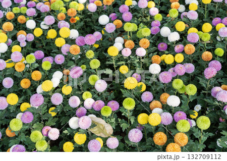 Lively garden scene showcasing vibrant chrysanthemum varieties full bloom. 132709112