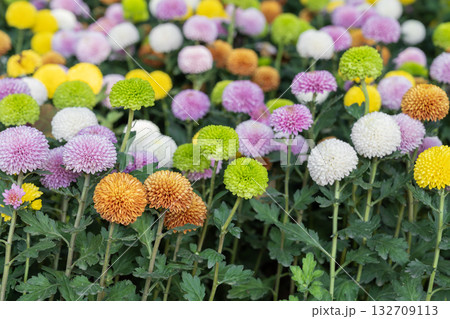 Lively garden scene showcasing vibrant chrysanthemum varieties full bloom Lively garden scene showcasing vibrant chrysanthemum varieties full bloom 132709113