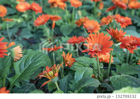 Red gerbera flower in garden. Decorative garden plant or as cut flowers. 132709132