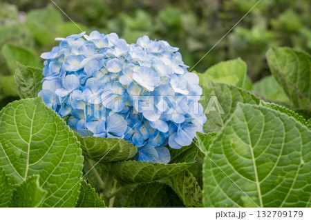 Natural Landscape view of purple Hydrangea flower (Hydrangea macrophylla). 132709179