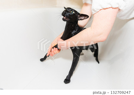 Cat taking shower 132709247