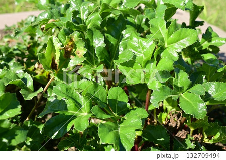 ハマボウフウ（セリ科）キキョウ類の葉っぱ 132709494