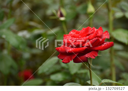 秋雨の濡れる赤いバラ 132709527