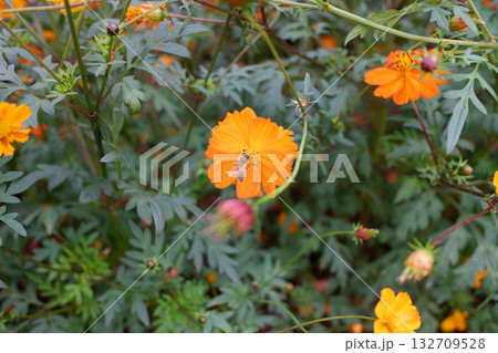 ミツバチとキバナコスモス 132709528