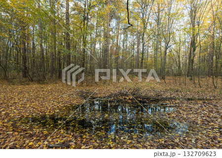 Autumn forest landscape with a puddle and golden fallen leaves 132709623