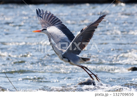 青い水面から飛び立つアオサギ 132709650