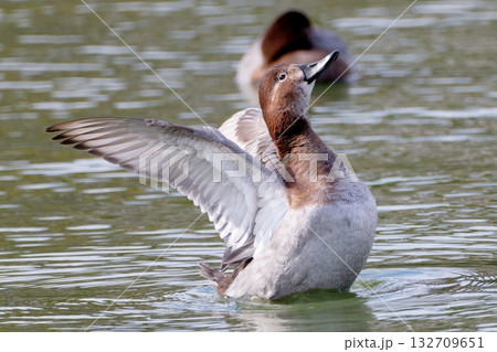 羽ばたくホシハジロ 132709651