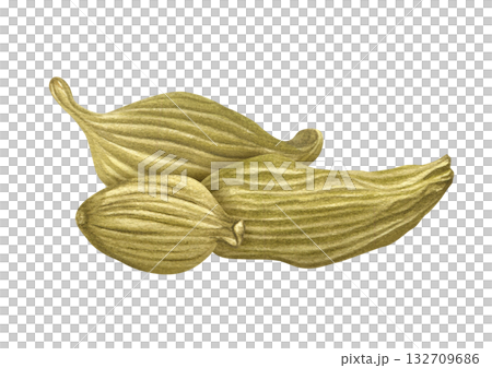 Whole dried aromatic cardamom Elettaria cardamomum pile watercolor illustration on isolated background. Three fragrant spice cardamon pile ingredient for medicine, drink, decor, cooking recipe 132709686