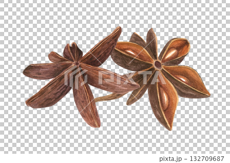 Two brown Star Anise pods watercolor illustration on isolated background. Badian seeds with delicate spicy aroma. Cooking ingredient for menu decor, spice shops design, Christmas and New Year drinks. 132709687