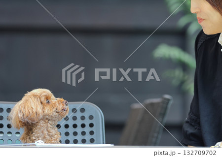 飼い主の話を真剣に聞いているトイ・プードル 132709702