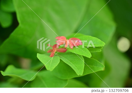 ナムナムノキ(マメ科)常緑低木の葉 ナムナムノキ(マメ科)常緑低木の葉 132709706