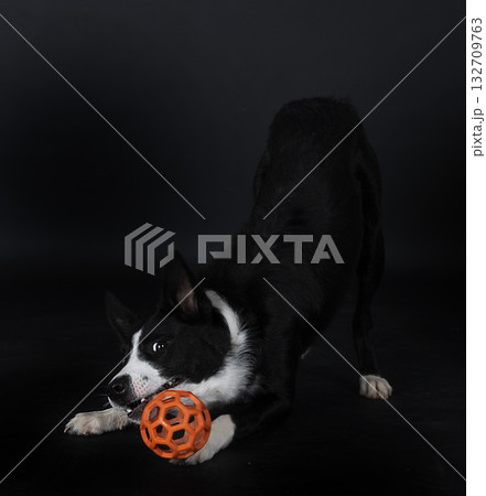 puppy border collie 132709763