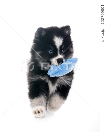 Pomsky in studio 132709801