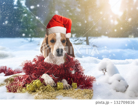 young beagle in nature 132709816