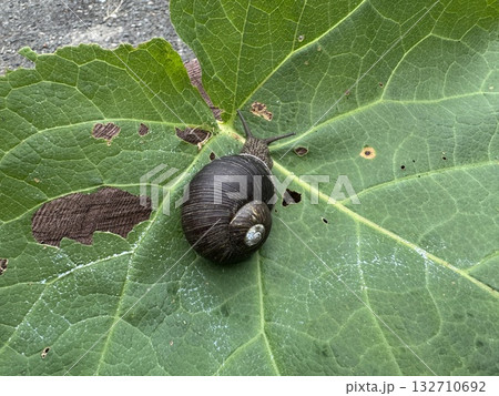 真っ黒なカタツムリ ブドウマイマイ 真っ黒なカタツムリ ブドウマイマイ 132710692
