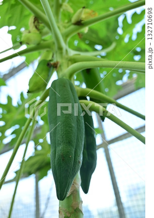 グリーンパパイア（パパイア科）常緑小高木 132710698