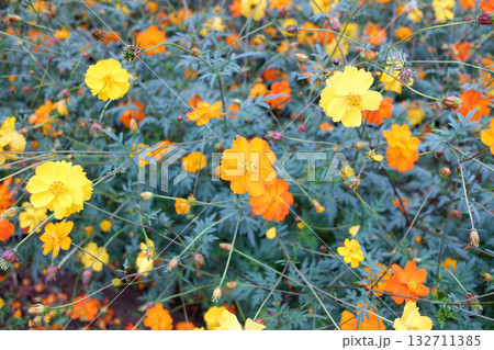 キバナコスモス 132711385