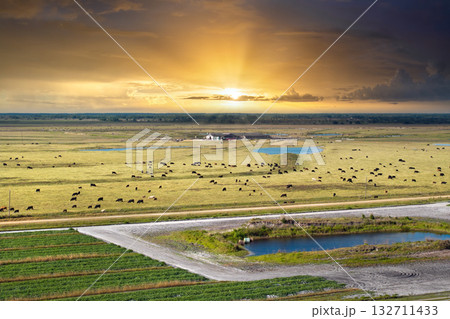 Cattle grazing on farmland pasture. Production of organic dairy products. Milk cows feeding on commercial farm grassland 132711433