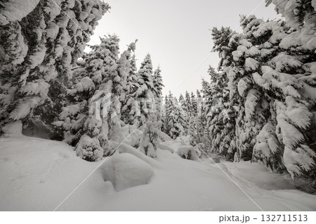 Beautiful winter landscape. Dense mountain forest with tall dark green spruce trees covered with clean deep snow on bright frosty winter day. 132711513