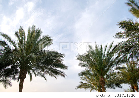 Beautiful green coconut palm trees on tropical beach against blue sky. Summer vacation concept 132711520