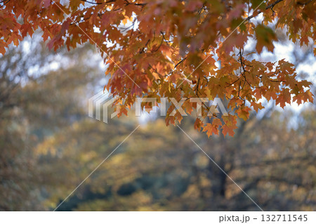Autumn forest background. Vibrant colorful trees foliage in fall park. Nature change leaves in October season 132711545