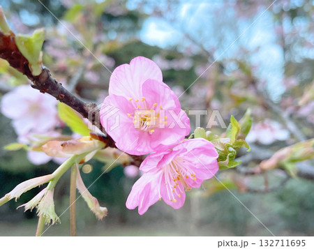 ほころぶ桜の蕾 132711695