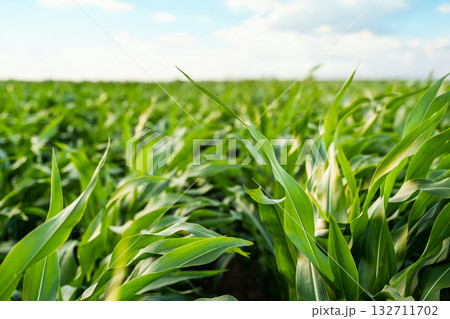Fresh green corn leaves growing on a cornfield in farmland under summer daylight 132711702