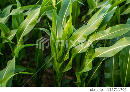 Fresh green corn leaves growing on a cornfield in farmland under summer daylight Fresh green corn leaves growing on a cornfield in farmland under summer daylight 132711703