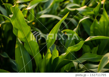 Fresh green corn leaves growing on a cornfield in farmland under summer daylight 132711705