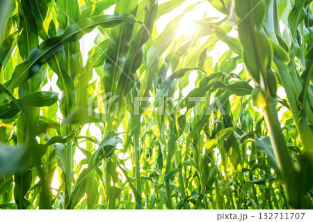 Corn leaves glowing in sunlight on agricultural field 132711707