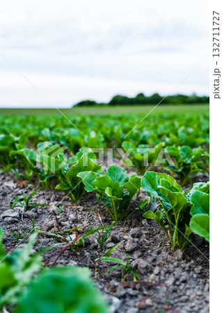 Sugar beet rows on a agriculture field 132711727